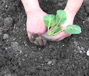 Условия выращивания рассады капусты в теплице