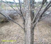 Дерево вяз (карагач): виды, свойства древесины и разведение на участке Вяз гладкий, обыкновенный